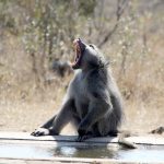 Baboon, photographed on safari with Sable Flats Safaris