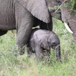 Baby Elephant Kruger National Park