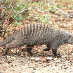 Banded Mongoose photographed on safari with Sable Flats Safaris