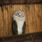 Barn Owl