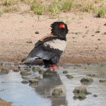 Bateleur