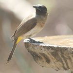 Dark Capped Bul Bul