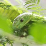 Green Mamba