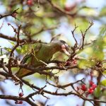 Brown-headed Parrot