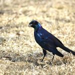 Burchell's Starling