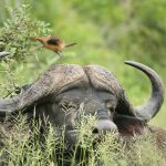 Cape Buffalo Kruger National Park