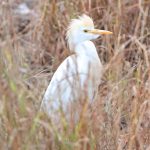 Cattle Egret