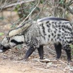 Civet in Kruger National Park