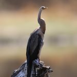 African Darter