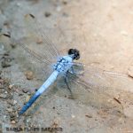 Beautiful dragonfly in Kruger National Park
