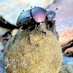 Dungbeetle Kruger National Park