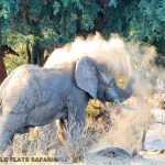 Elephant Kruger National Park