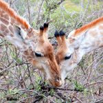 Giraffe, photographed on safari with Sable Flats Safaris