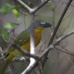 Grey-headed Bush Shrike