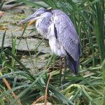 Grey Heron
