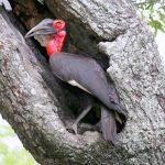 Ground Hornbill