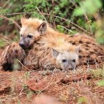 Spotted Hyena in Kruger National Park