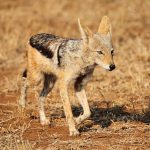 Black Backed Jackal in Kruger National Park
