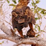 Tawny Eagle