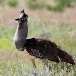 Kori Bustard