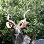 Kudu, photographed on safari with Sable Flats Safaris