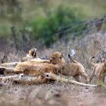 Lion Cubs, photographed on safari with Sable Flats Safaris