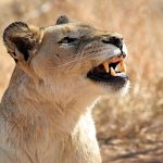 Lioness in Kruger National Park