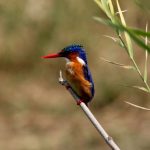 Malachite Kingfisher