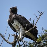 Martial Eagle