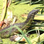 Water Monitor, photographed on safari with Sable Flats Safaris