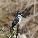 1. African Pied Kingfisher