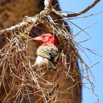 Red-headed Weaver