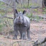 White Rhino in Kruger National Park
