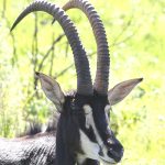 Sable Antelope, photographed on safari with Sable Flats Safaris