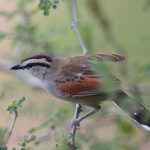 Brown-crowned Tchagra