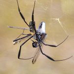 Golden Orb-Web Spider photographed on safari with Sable Flats Safaris