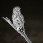 Spotted Eagle-owl