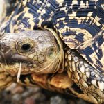 Leopard Tortoise in Kruger National Park