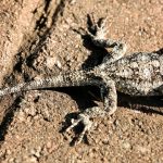 Tree Agama Kruger National Park