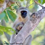 Vervet Monkey, photographed on safari with Sable Flats Safaris