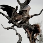 White-backed Vulture