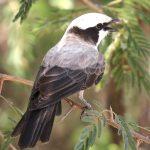Southern white-crowned Shrike