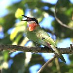 White-fronted Bee-eater