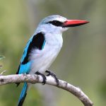 Woodland Kingfisher