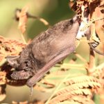The Greater Horseshoe Bat, photographed on safari with Sable Flats Safaris