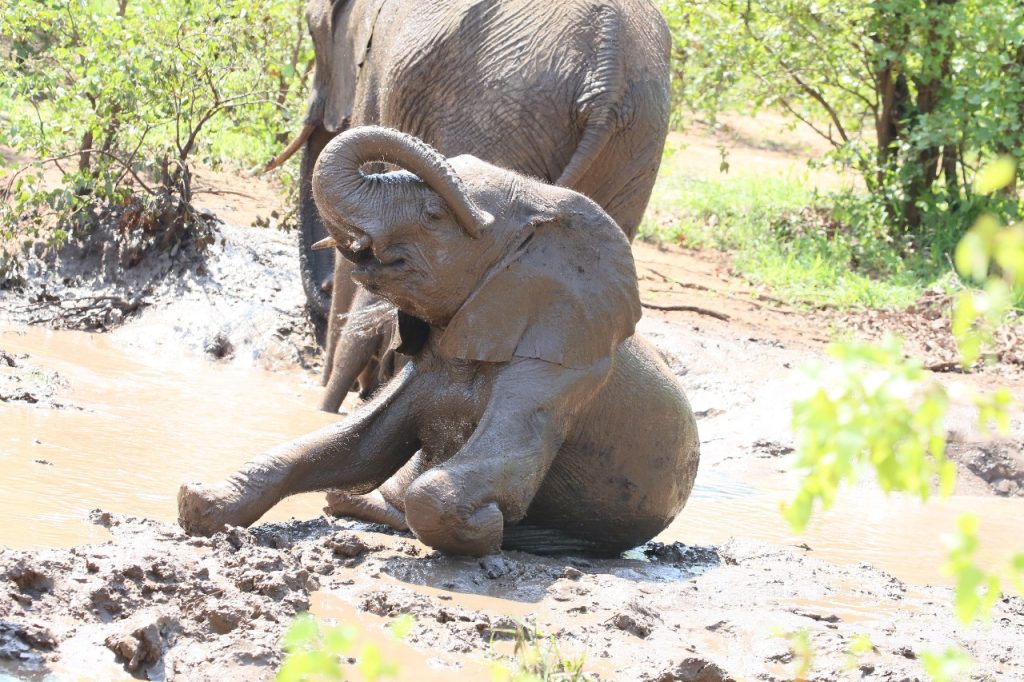 A Young African Elephant enjoying the water hole.