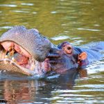 Hippo - Experience the breathtaking attractions surrounding the Kruger Park area.