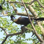 Purple-crested Turaco