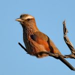 Purple Roller