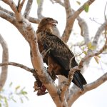 Tawny Eagle